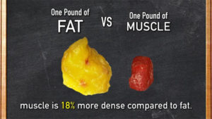 Fat Vs Muscle