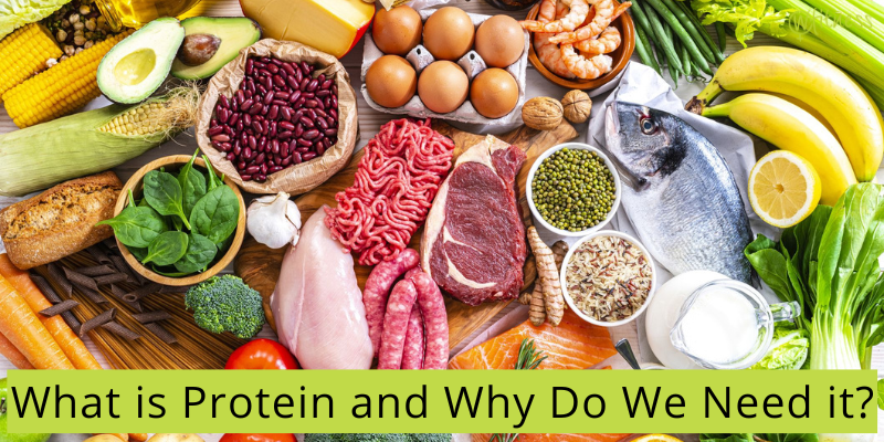 What is Protein and Why Do We Need it?